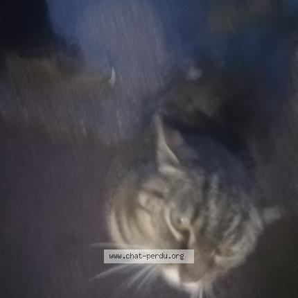 Foto 4/5 Gato encontrado Encontrado en Mantes la ville