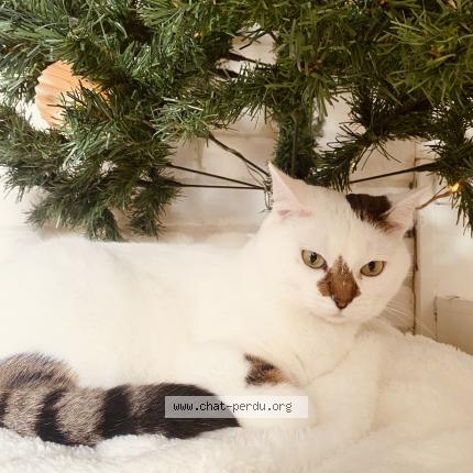 Foto 1/1 Nymeria « Nym » Chat perdido en Montreuil