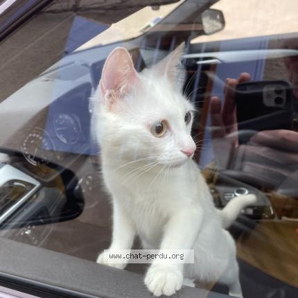 Foto 1/1 Gato encontrado Encontrado en Lyon