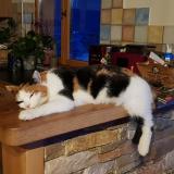 Foto del gato perdido en Faverges Seythenex