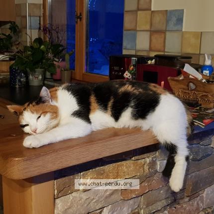 Foto 1/1 Princesse Chat perdido en Faverges seythenex