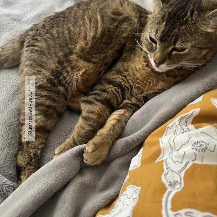 Foto 1/1 Maru Chat perdido en Houilles