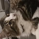 Foto de gato encontrado en Nogaro