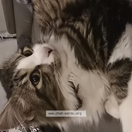 Foto 1/1 Gato encontrado Encontrado en Nogaro