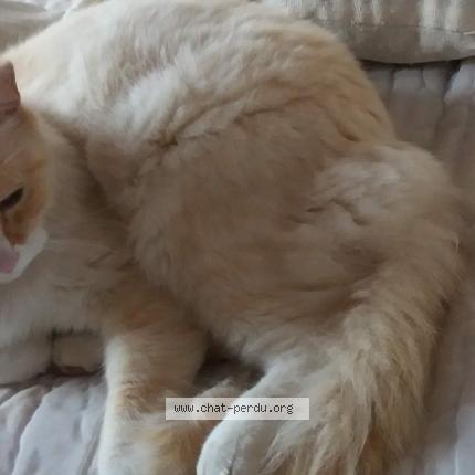 Foto 1/1 Orion Chat perdido en Saint cyr en val