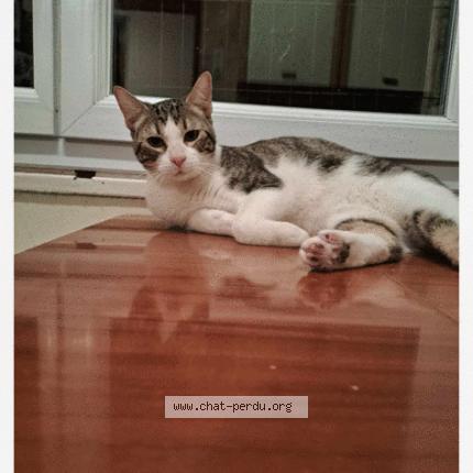Foto 1/1 Nini Chat perdido en Meyzieu