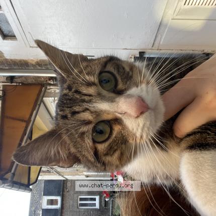 Foto 1/1 Gato encontrado Encontrado en Elbeuf