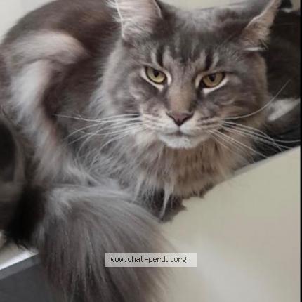 Foto 1/2 Gato encontrado Perdido en Echirolles