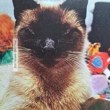 Foto 1/1 Blue Chat perdido en Meaux