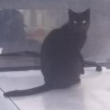 Foto del gato perdido en Issoudun