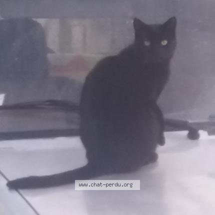 Foto 1/2 Ébène Chat perdido en Issoudun