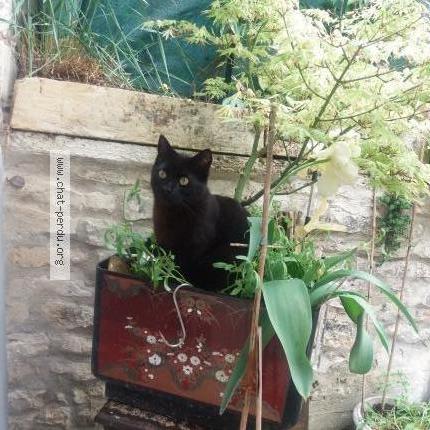 Foto 2/2 &Eacute;b&egrave;ne Chat perdido en Issoudun