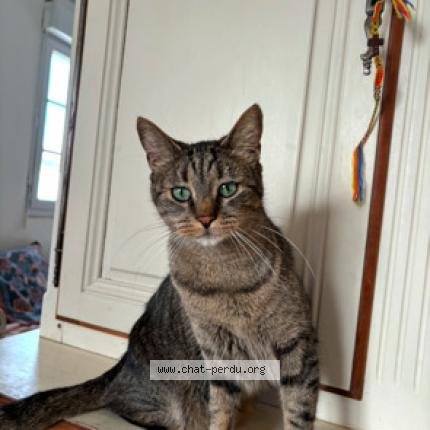 Foto 1/1 Sablé Chat perdido en Aigrefeuille d aunis