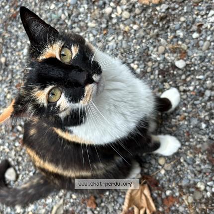 Foto 1/1 Wikkie Chat perdido en La roche sur foron