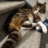 Foto del gato perdido en Villers L Eveque Awans