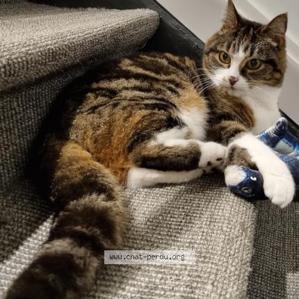 Foto 1/1 Gato encontrado Perdido en Villers l eveque awans