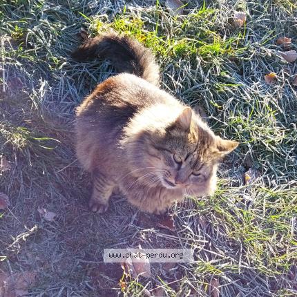 Foto 1/1 Titou Chat perdido en La souque