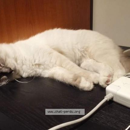 Foto 1/1 Maxou Chat perdido en Eze