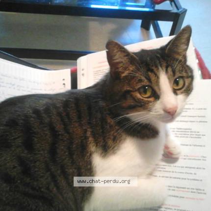 Foto 1/1 Gato encontrado Perdido en Moirans