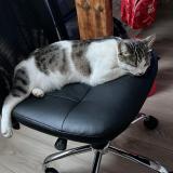 Foto del gato perdido en Saint Andre Des Eaux