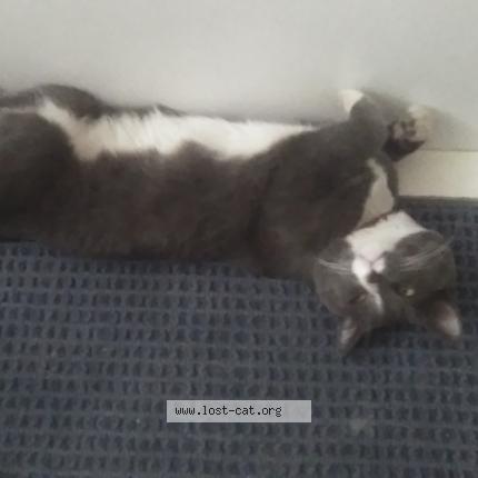 Foto 1/1 Bandit aka Bandbeno Chat perdido en Edmonton