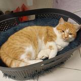 Foto del gato perdido en Longeville Les Saint Avold