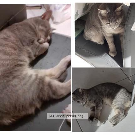 Foto 1/1 Gato encontrado Perdido en Beziers