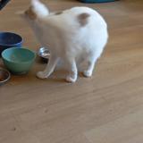 Foto del gato perdido en Saint Lo