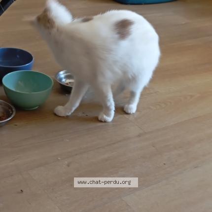 Foto 1/1 Gato encontrado Perdido en Saint lo