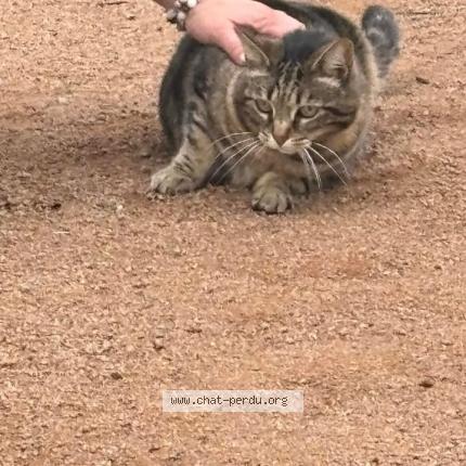 Foto 1/1 Jonquille Chat perdido en La poiteviniere