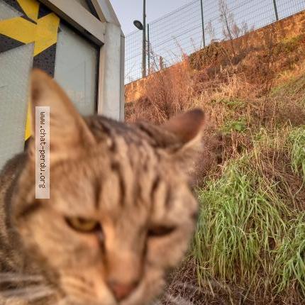 Foto 1/1 Gato encontrado Encontrado en Palaiseau