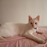 Foto de un gato reunido en Hamiz Dar El Beida