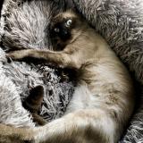 Foto del gato perdido en Perpignan