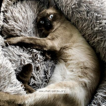 Foto 1/2 Gato encontrado Perdido en Perpignan