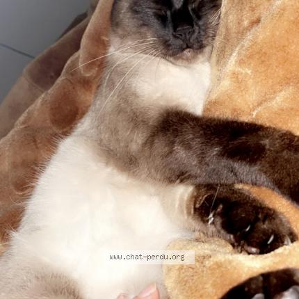 Foto 2/2 Gato encontrado Perdido en Perpignan