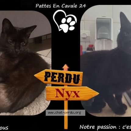 Foto 1/1 Nyx Chat perdido en Tocane st apre