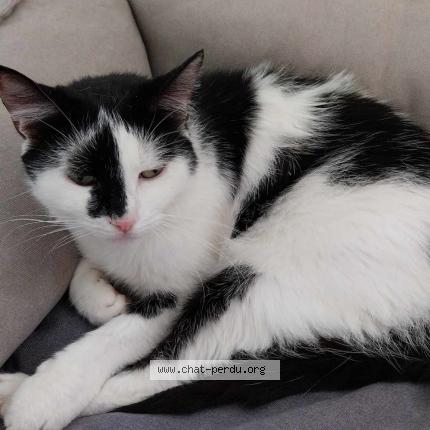 Foto 1/1 Choupette Chat perdido en Nassogne