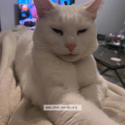 Foto 1/1 Yoda Chat perdido en Angouleme