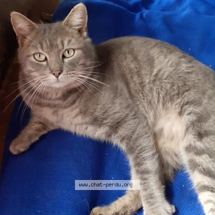 Foto 2/2 Loulou Chat perdido en Gueret