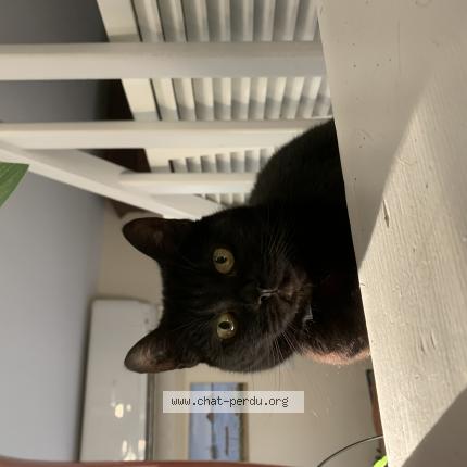 Foto 1/1 Minouche Chat perdido en Chalais