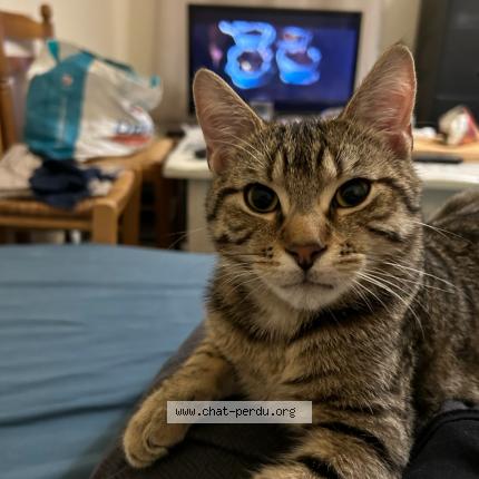 Foto 1/1 Doudou Chat perdido en Nojeon en vexin