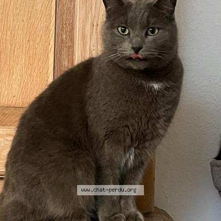 Foto 1/1 Tataki Chat perdido en Bischheim