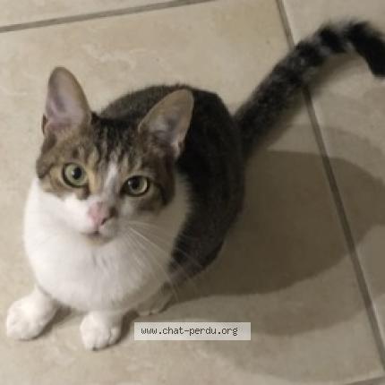 Foto 1/1 ABU Chat perdido en Saunay