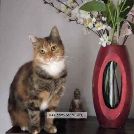 Foto 1/1 MIKOTO Chat perdido en Cantenay epinard
