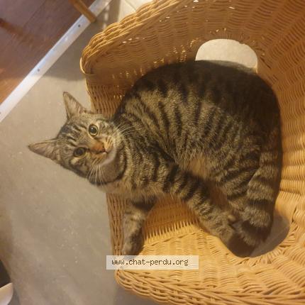 Foto 1/1 Rico Chat perdido en Rieumes