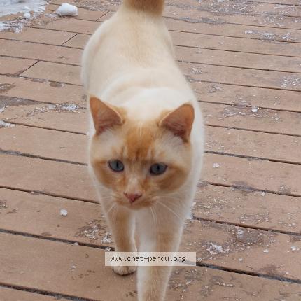 Foto 1/1 Calamin Chat perdido en Puidoux