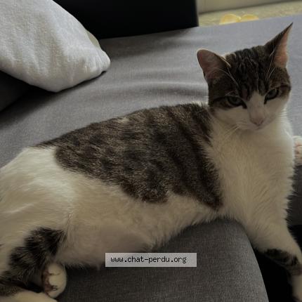 Foto 1/2 Miti Chat perdido en Clichy sous bois