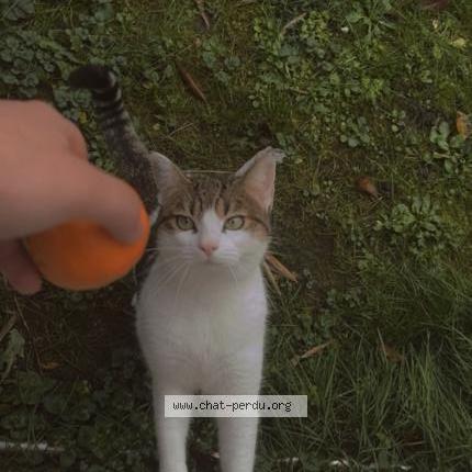 Foto 2/2 Miti Chat perdido en Clichy sous bois