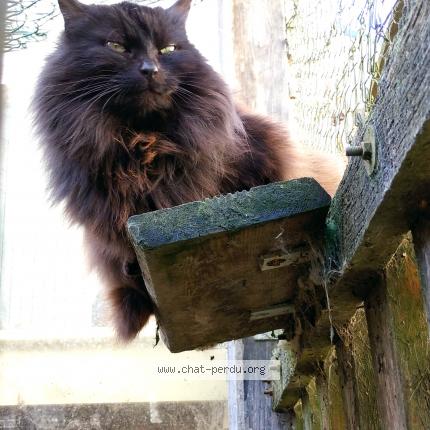 Foto 1/1 Bathshéba Chat perdido en Beaumont en veron