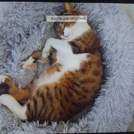 Foto 1/1 "Copain" Chat perdido en Marennes hiers brouage